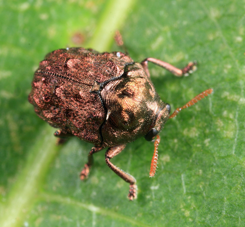 Neochlamisus chamaedaphnes