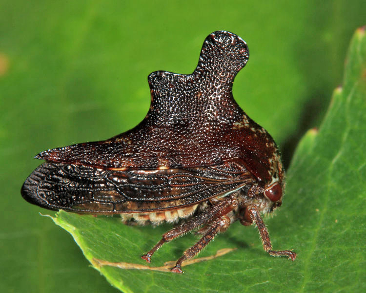 Heliria scalaris