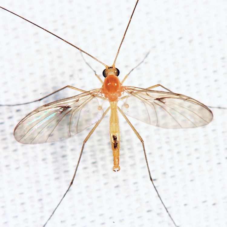 Macrocera inconcinna