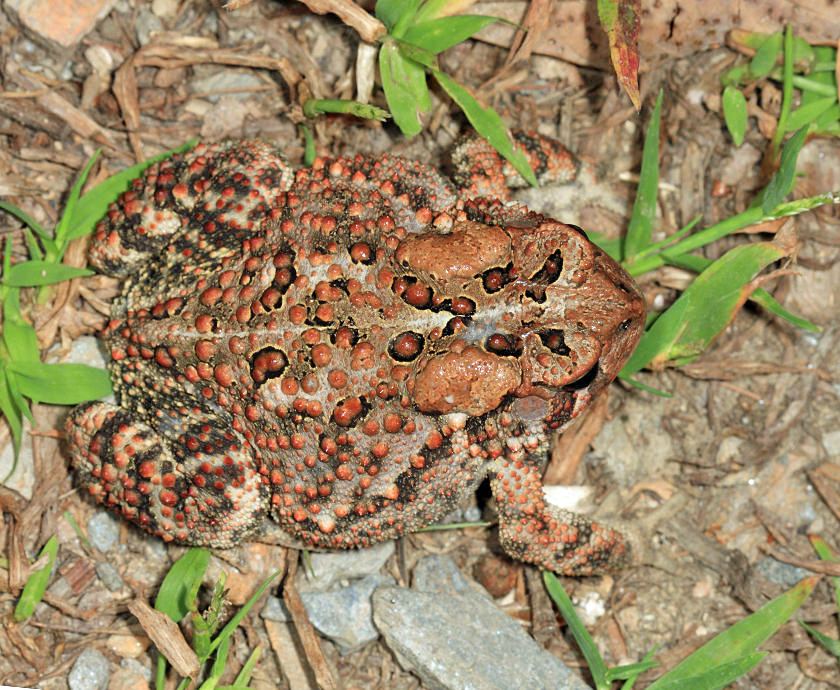 American Toad - Bufo americanus
