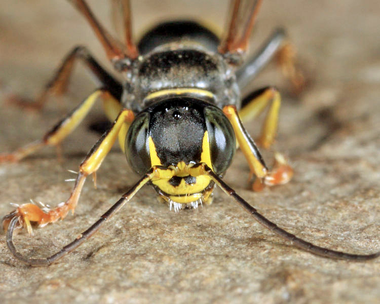 Lestiphorus cockerelli