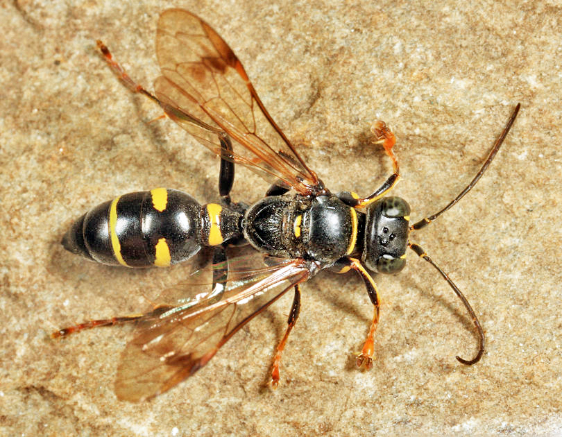 Lestiphorus cockerelli