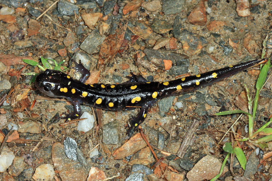 Spotted Salamander - Ambystoma maculatum