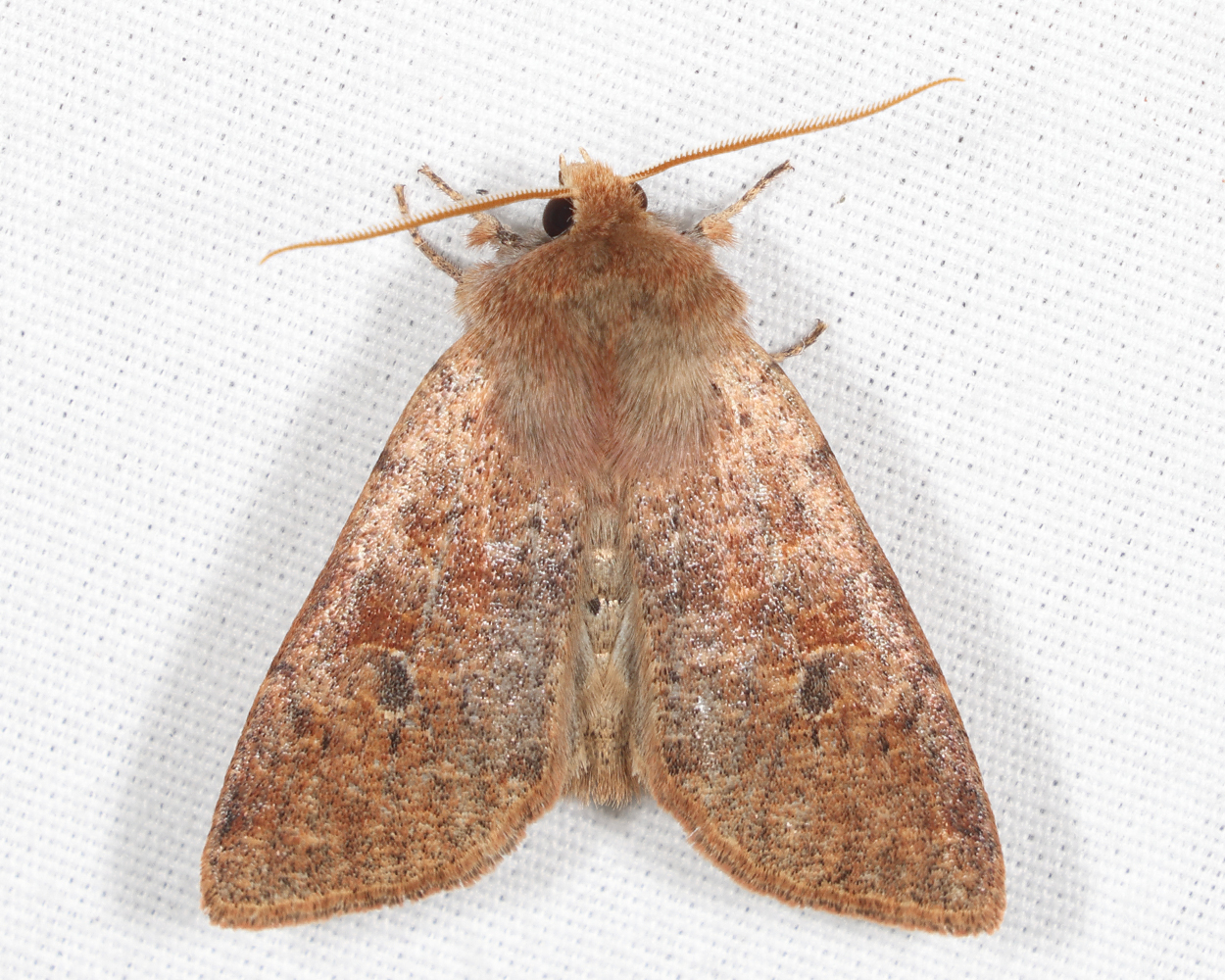 10487 - Ruby Quaker - Orthosia rubescens