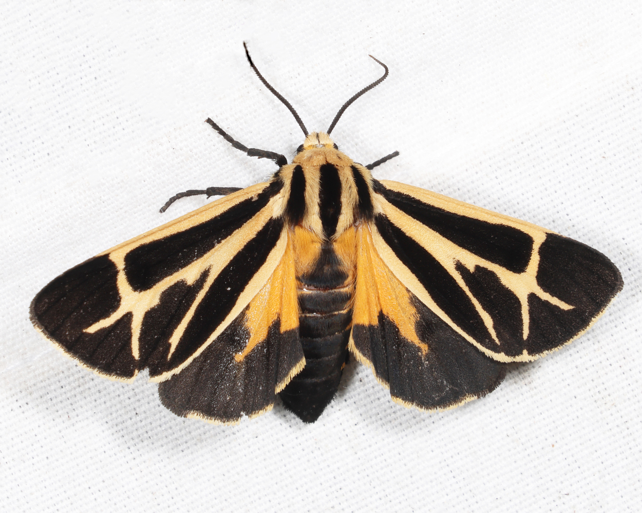 8171  Nais Tiger Moth  Apantesis nais 