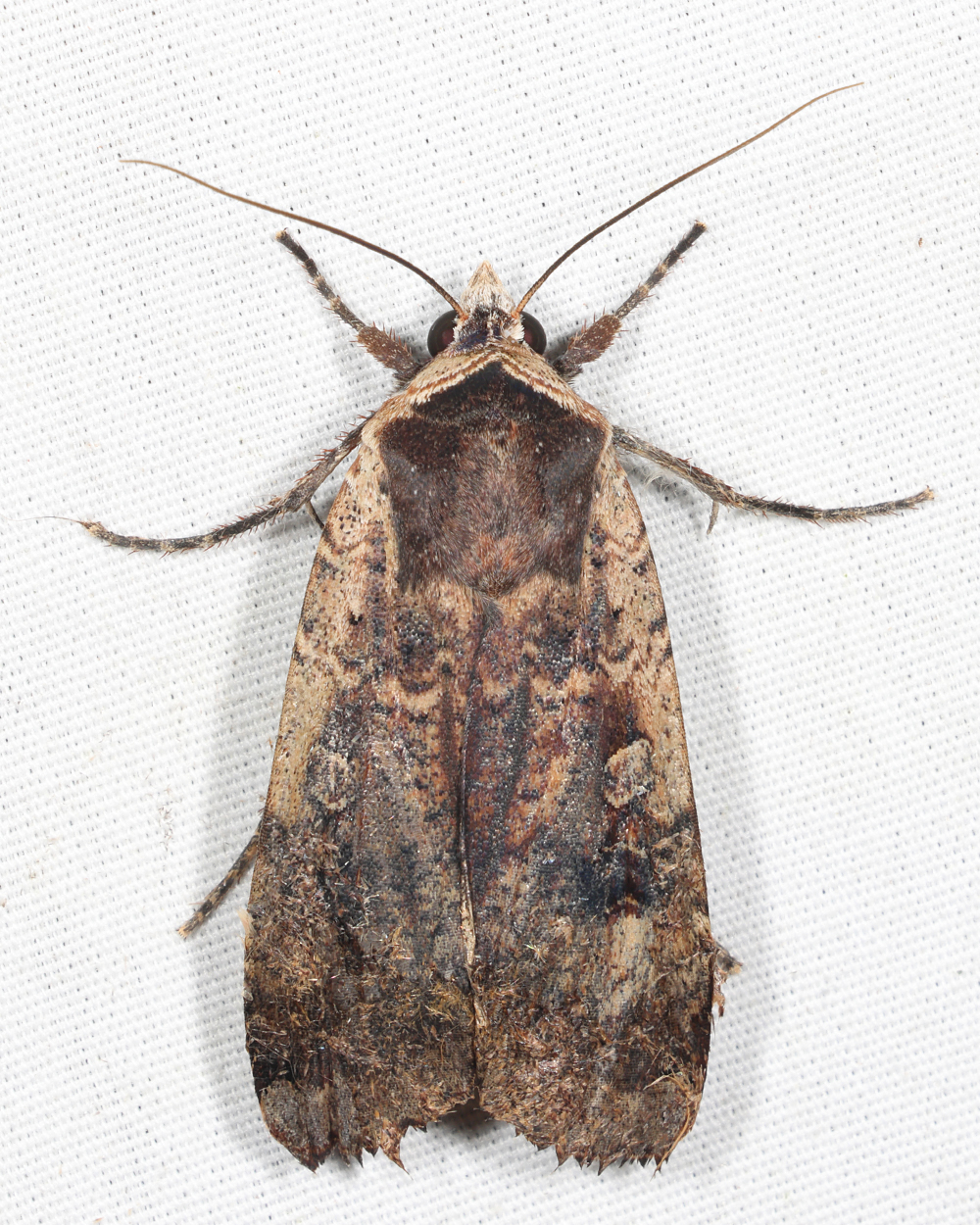11003.1  Large Yellow Underwing  Noctua pronuba 