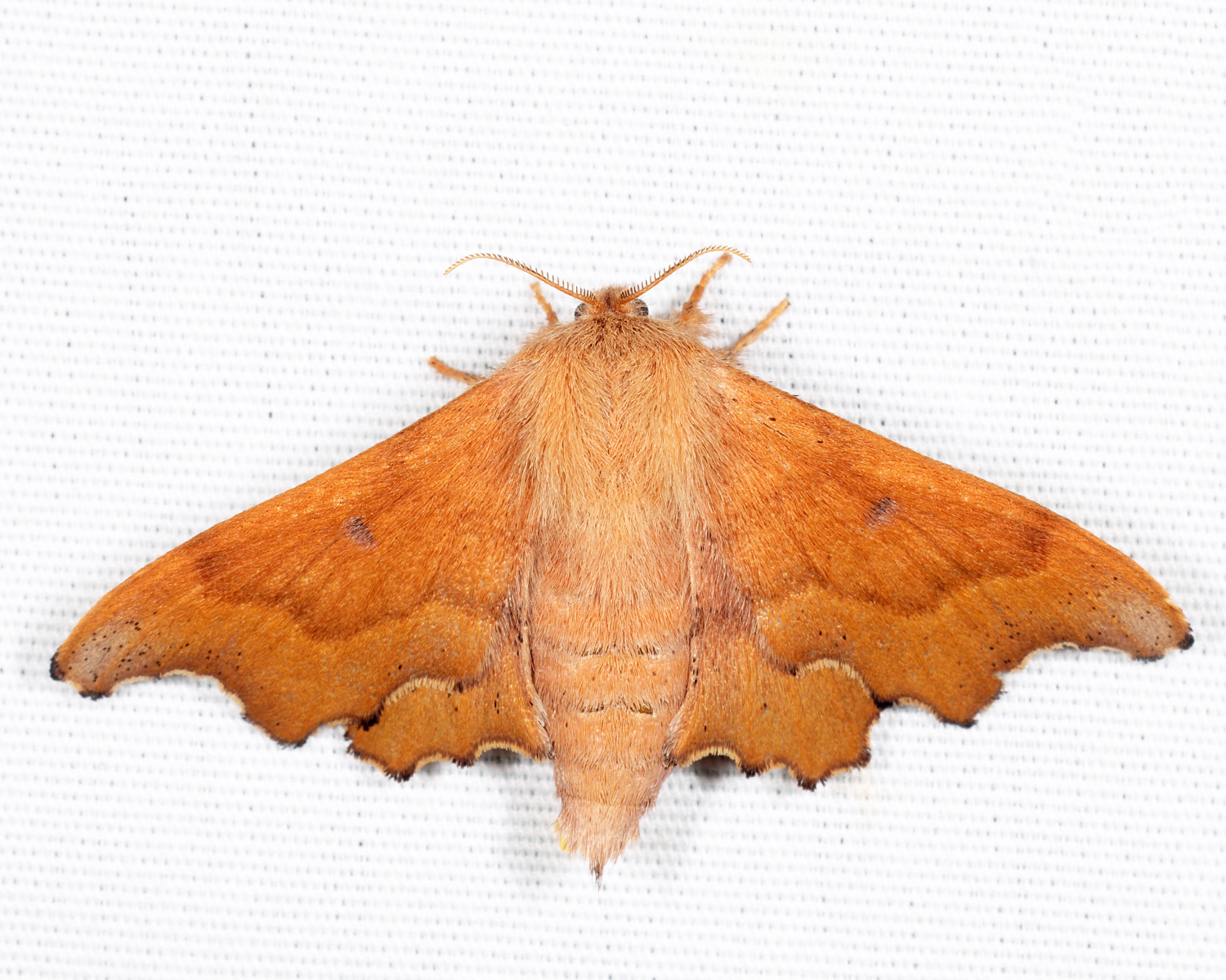 7659 - Scalloped Sack-bearer - Lacosoma chiridota