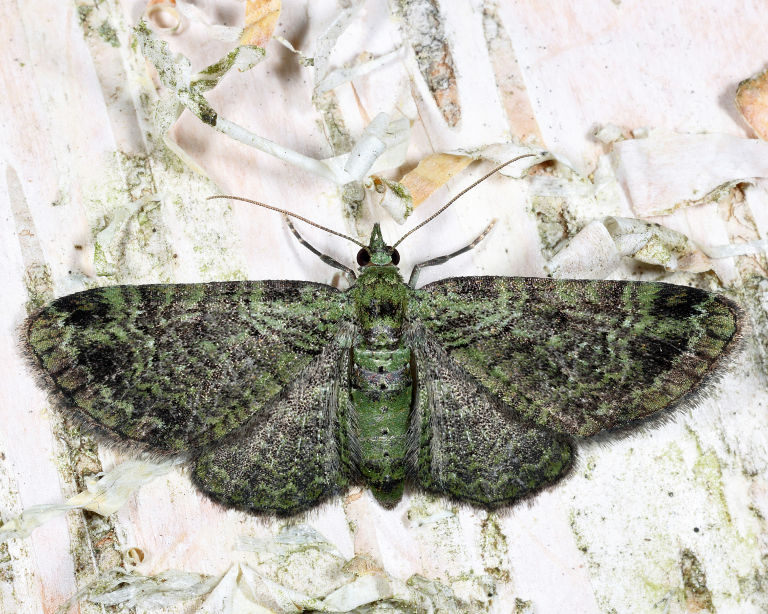 7625 - Green Pug - Pasiphila rectangulata