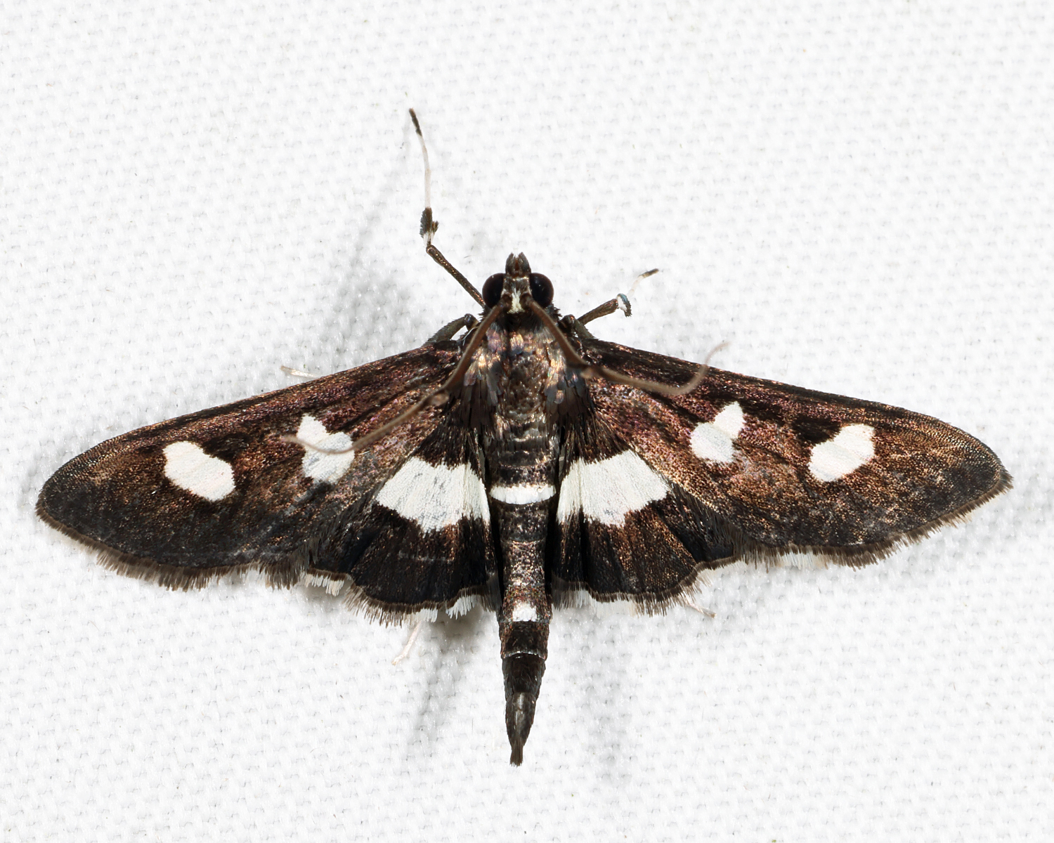 5160 - Desmia maculalis