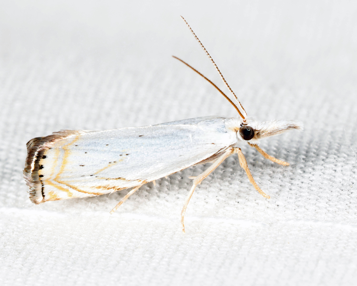 5361  Small White Grass-veneer  Crambus albellus