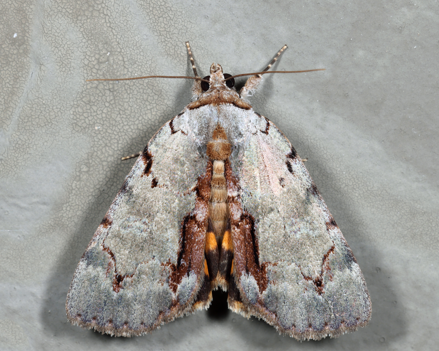 8864  Woody Underwing  Catocala grynea