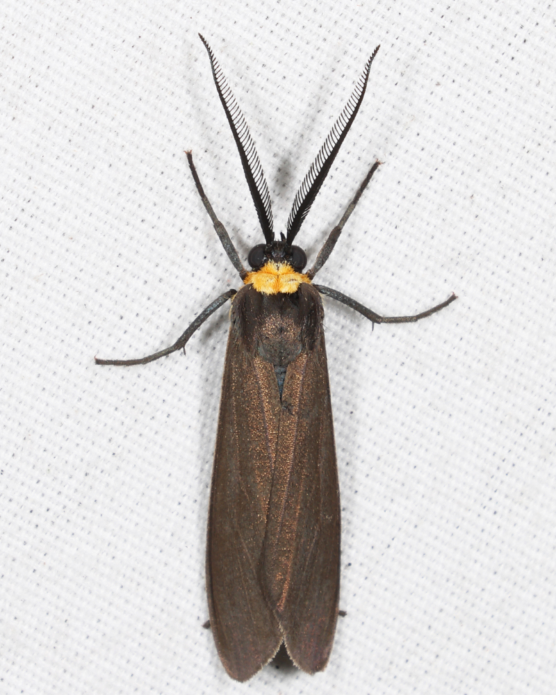 8267 - Yellow-collared Scape Moth - Cisseps fulvicollis