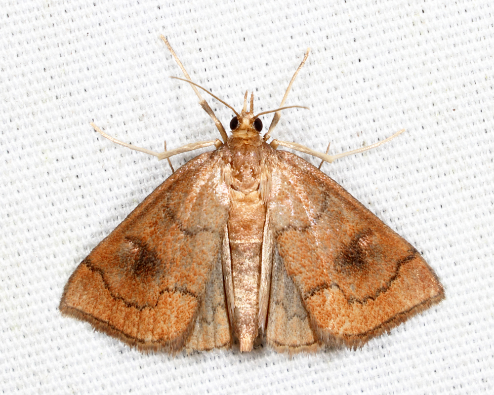 4950  Mint Root Borer  Fumibotys fumalis