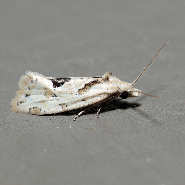 3754.1  Aethes angustana