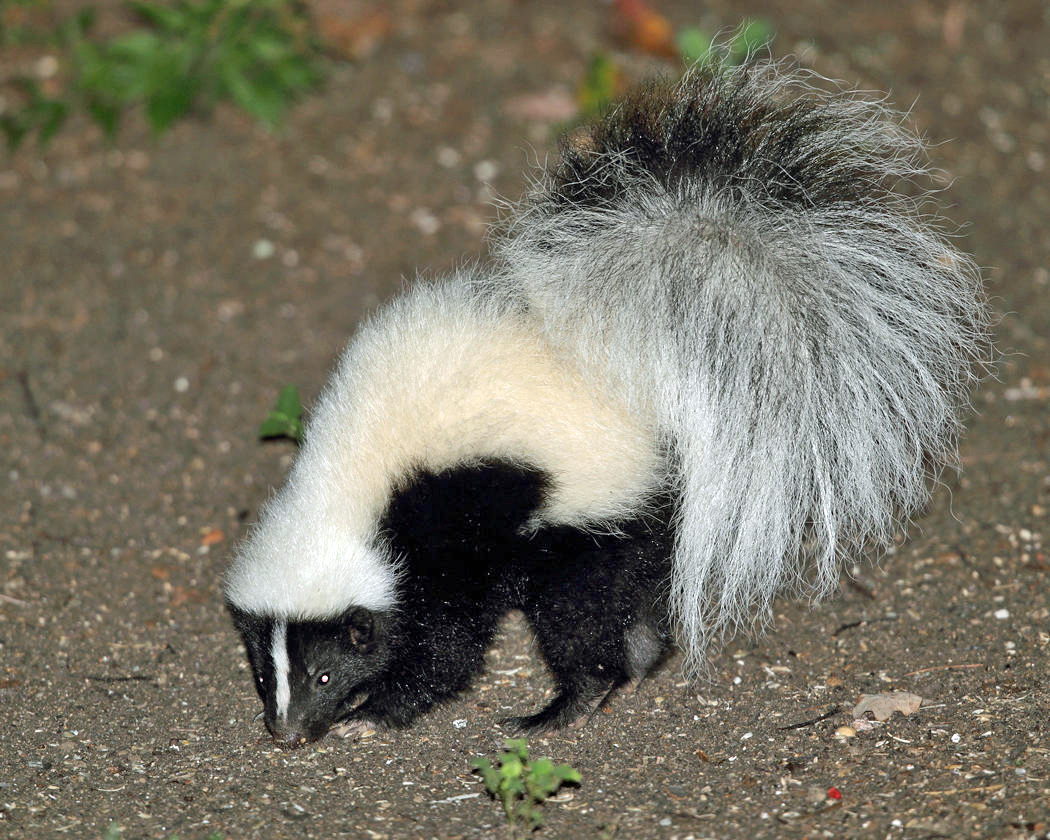 Striped Skunk - Mephitis mephitis