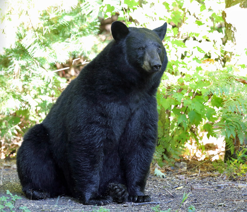 Black Bear - Ursus americanus