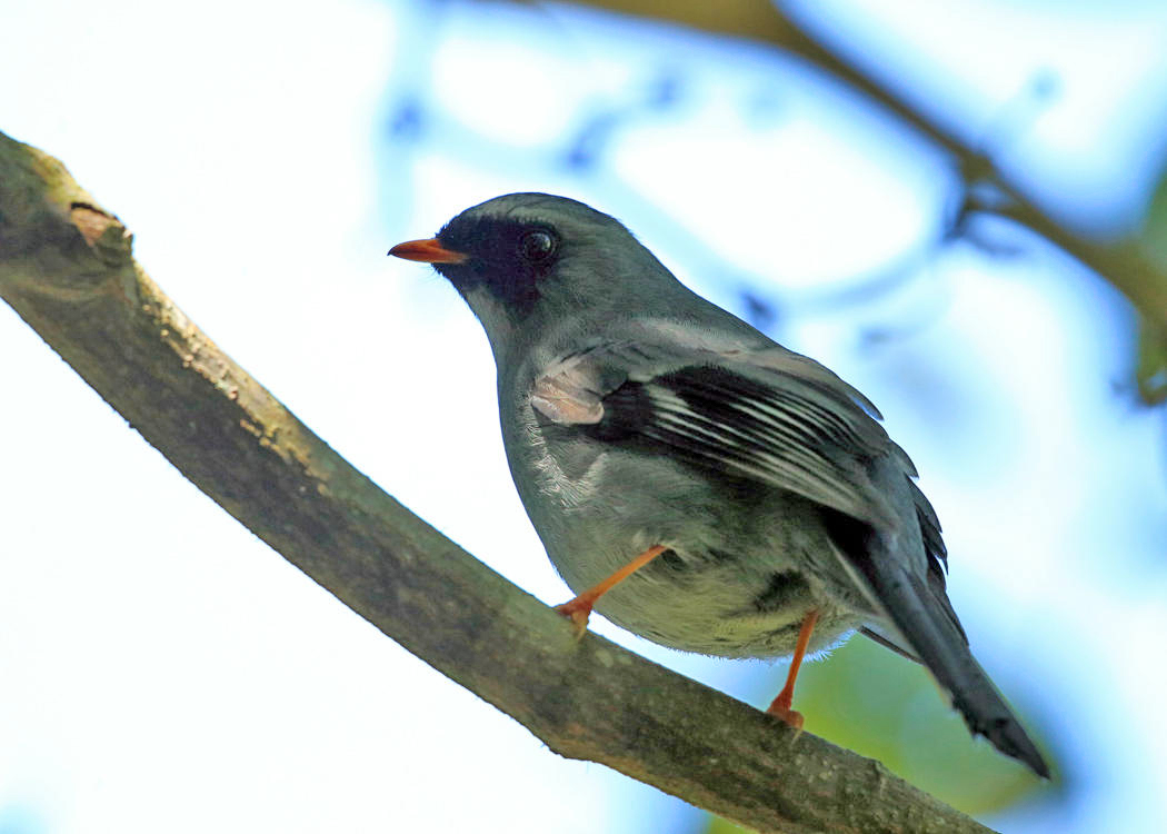 Black-faced Solitaire - Myadestes melanops