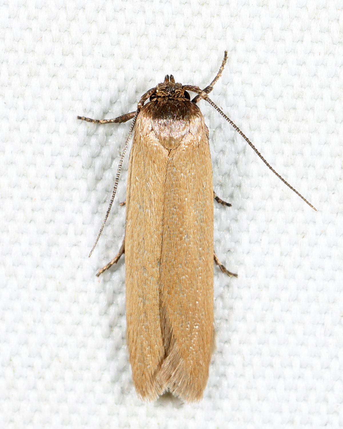 1221 - Holcocera immaculella