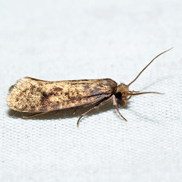 0334 - Amydria effrentella*