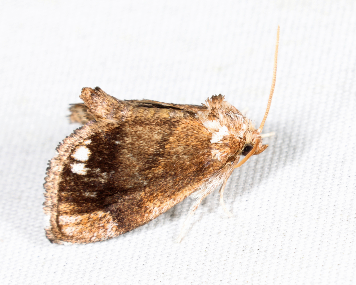 4658 - Packardia albipunctata