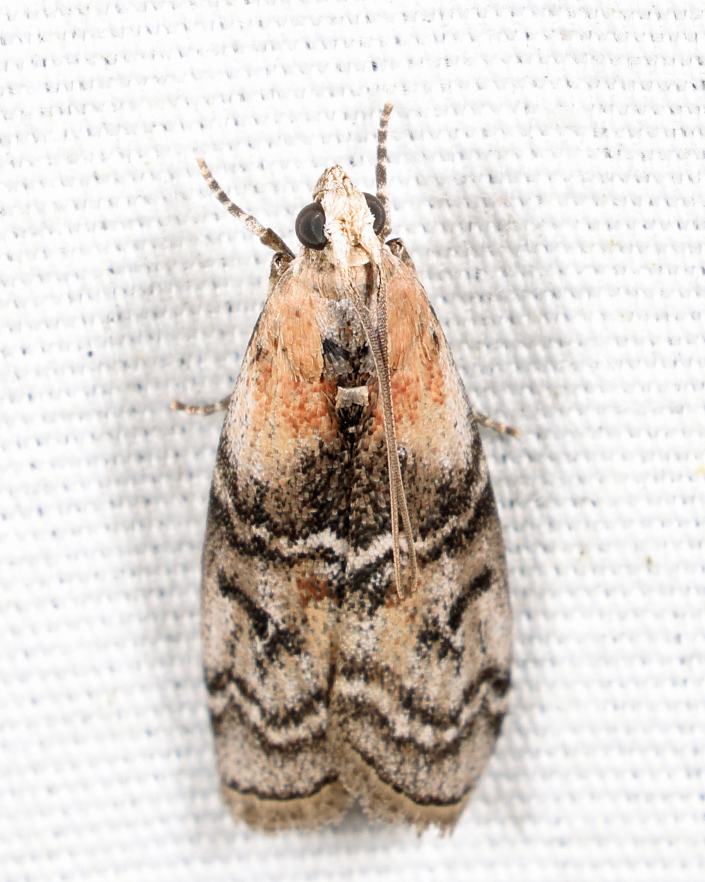 5745 - Glyptocera consobrinella