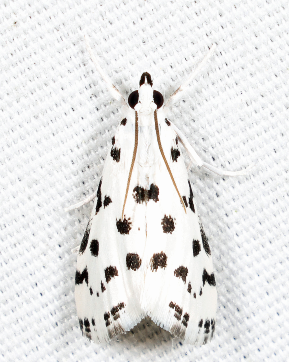 4794 - Spotted Peppergrass Moth - Eustixia pupula