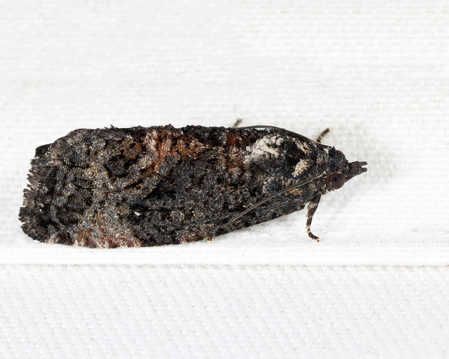 3495 - Dotted Ecdytolopha - Gymnandrosoma punctidiscanum