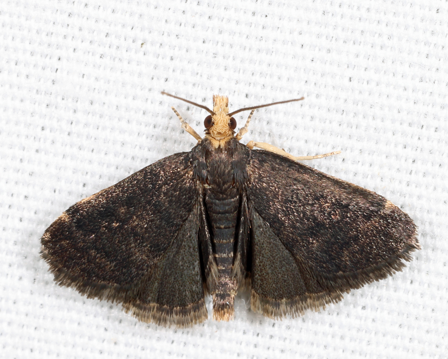 5117 - Merricks Crambid Moth - Loxostegopsis merrickalis