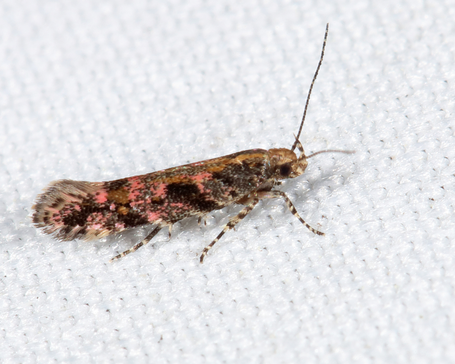 1762  Aristotelia rubidella