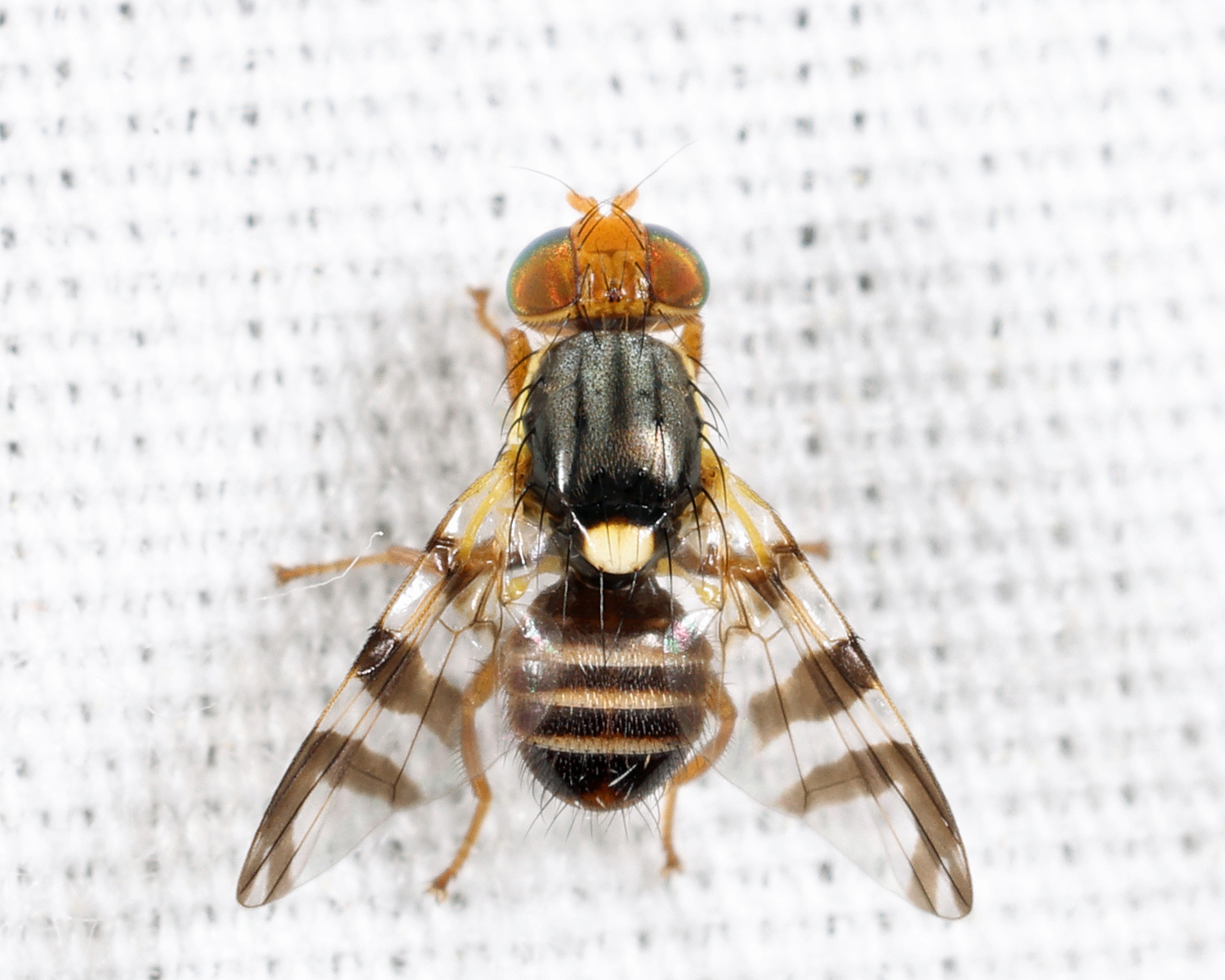 Eastern Cherry Fruit Fly - Rhagoletis cingulata