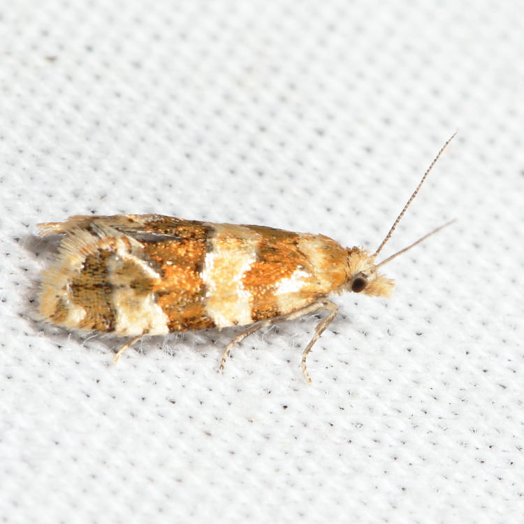 3754.2  Silver-borderedAethes - Aethes argentilimitanai *