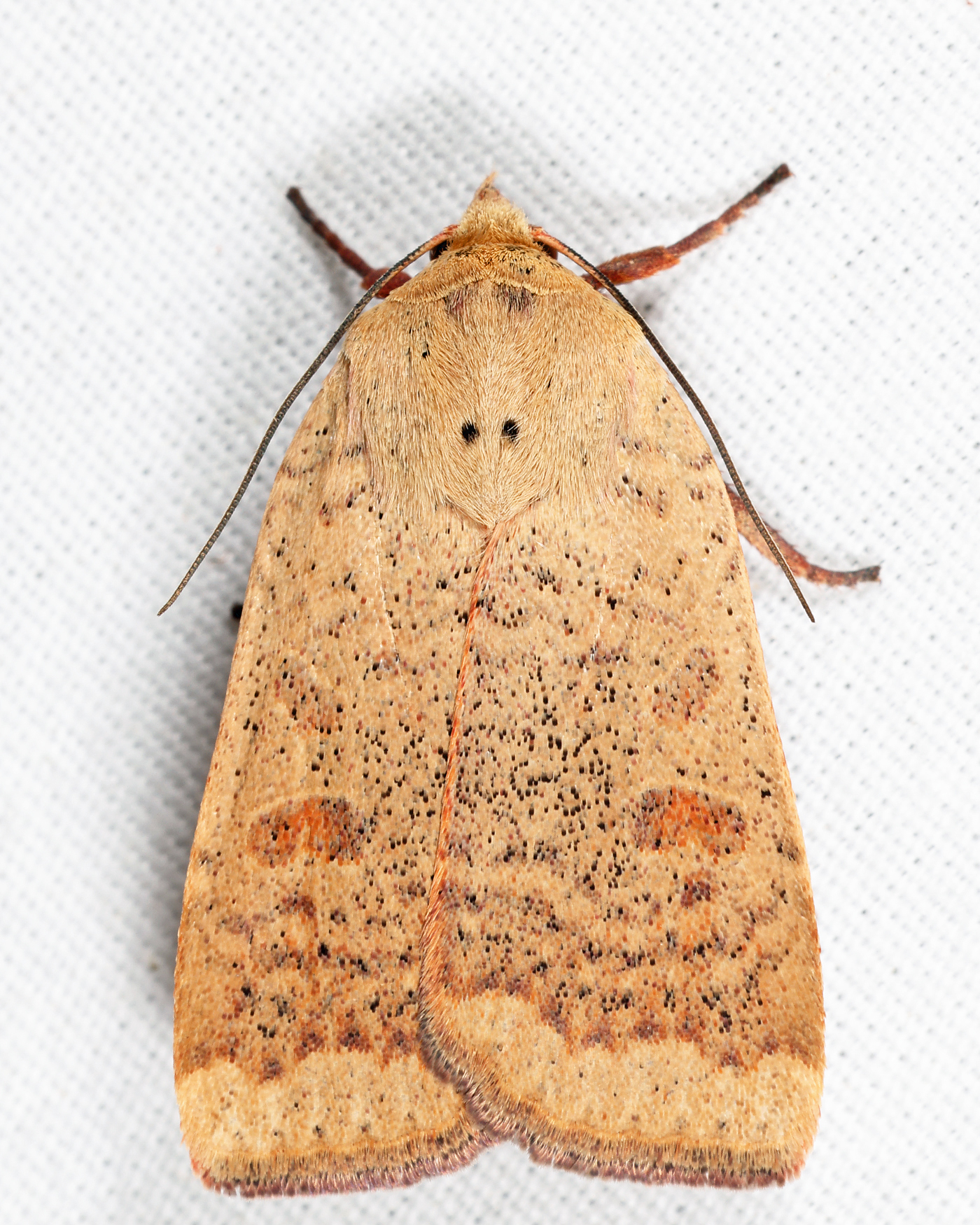 11029 - Greater Red Dart - Abagrotis alternata