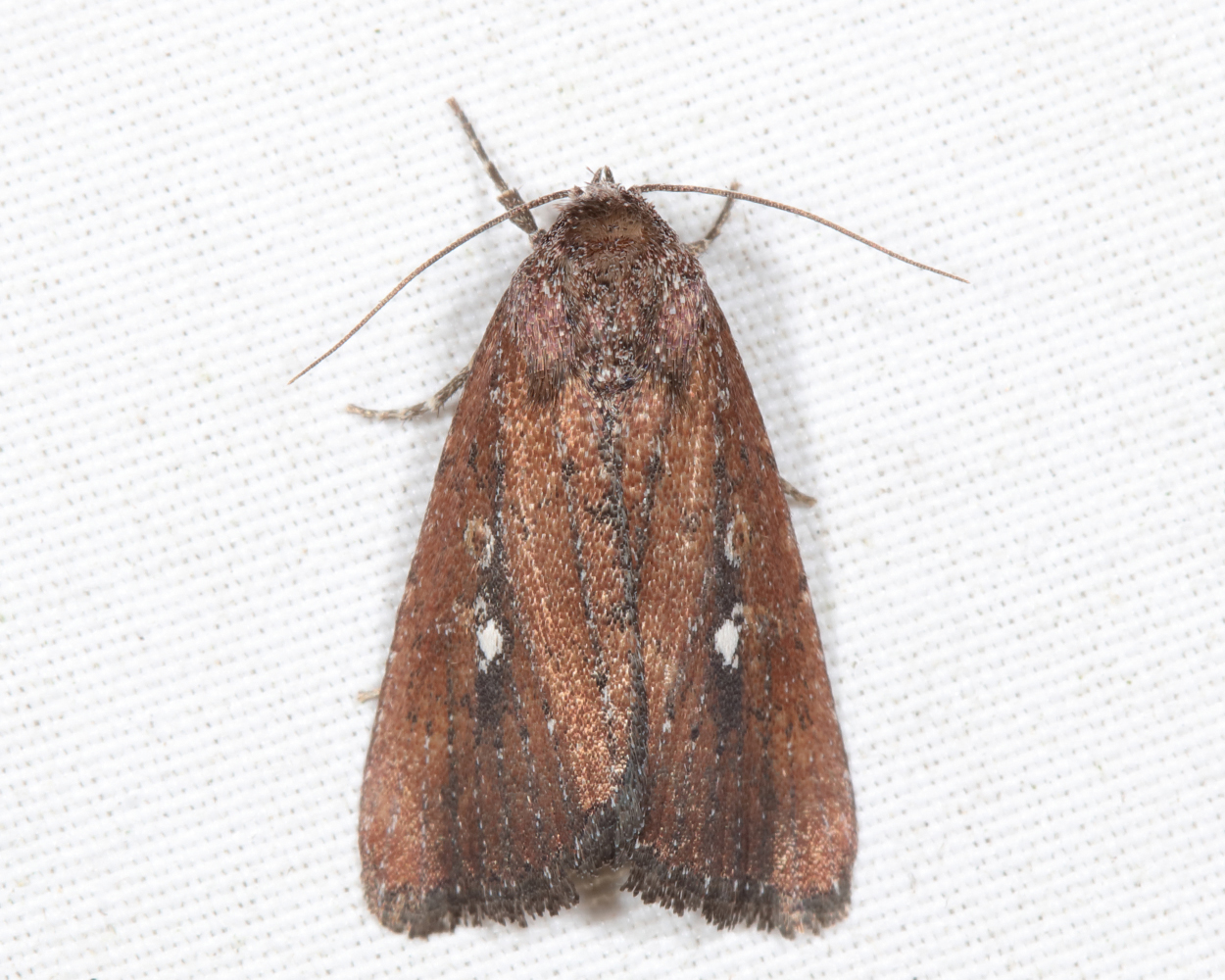 9690 - White-dotted Groundling - Condica videns