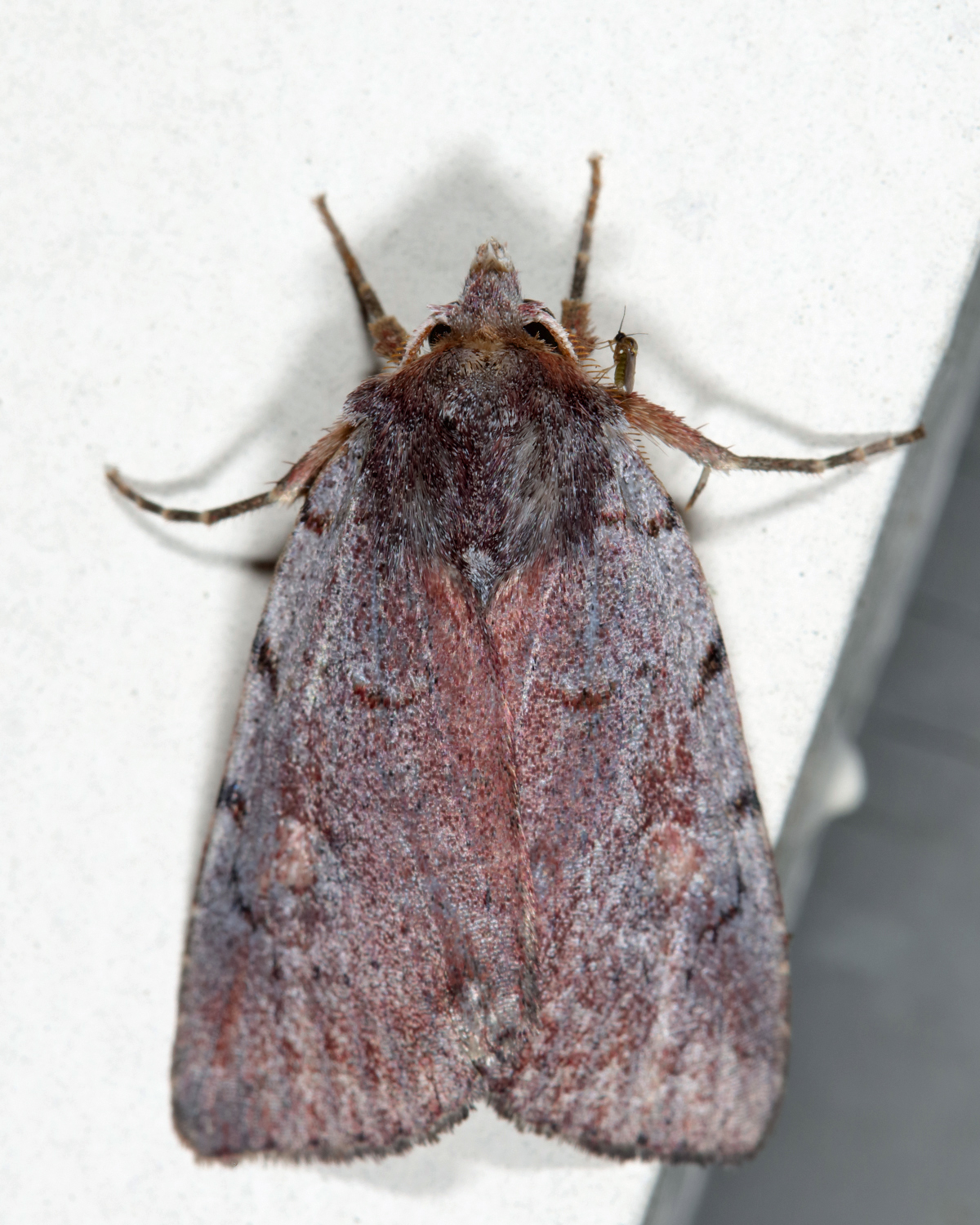 10969 - Dull Reddish Dart - Xestia dilucida