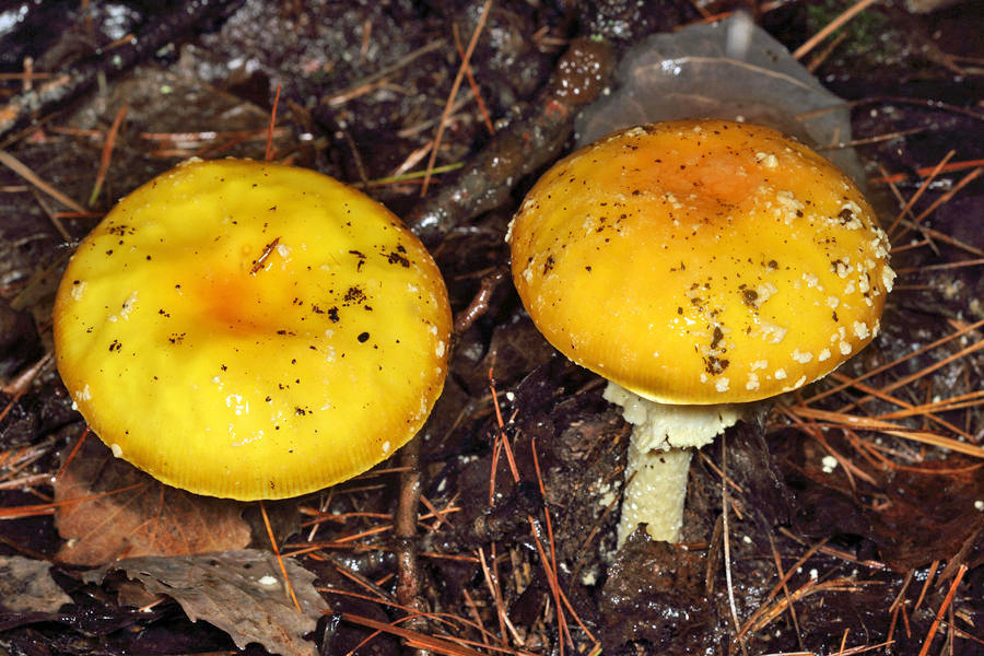 Amanita muscaria var. guessowii