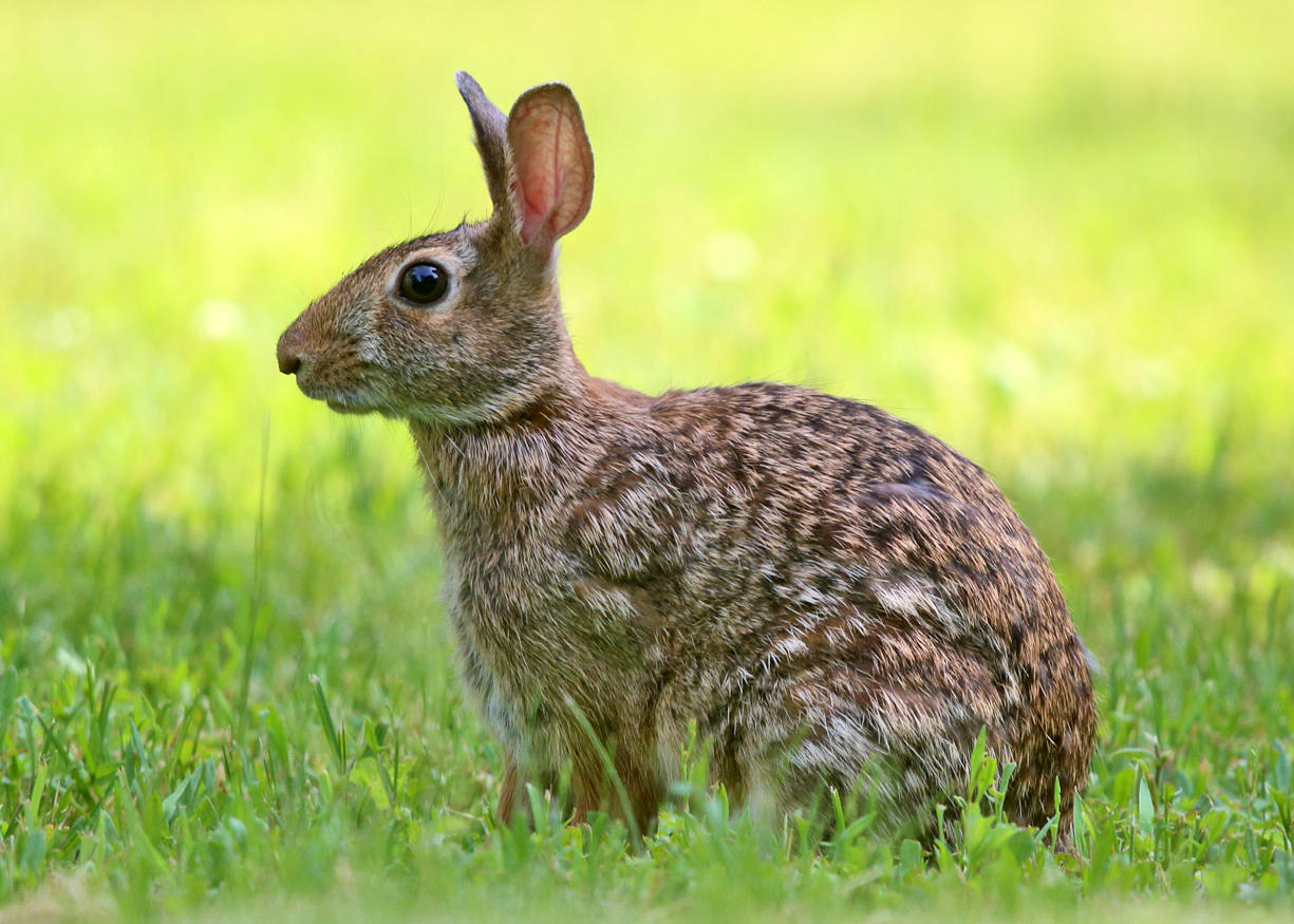 Eastern Cottontail - Sylvilagus floridanus