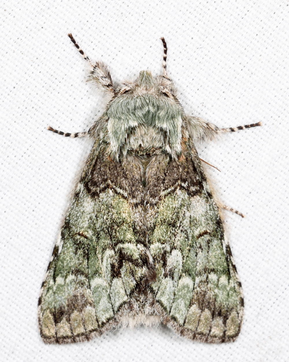 7975 - Mottled Prominent - Macrurocampa marthesia