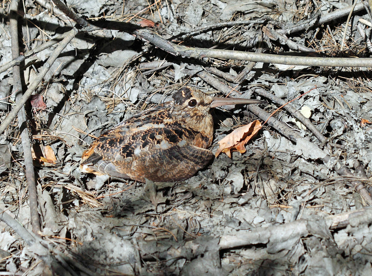 American Woodcock - Scolopax minor