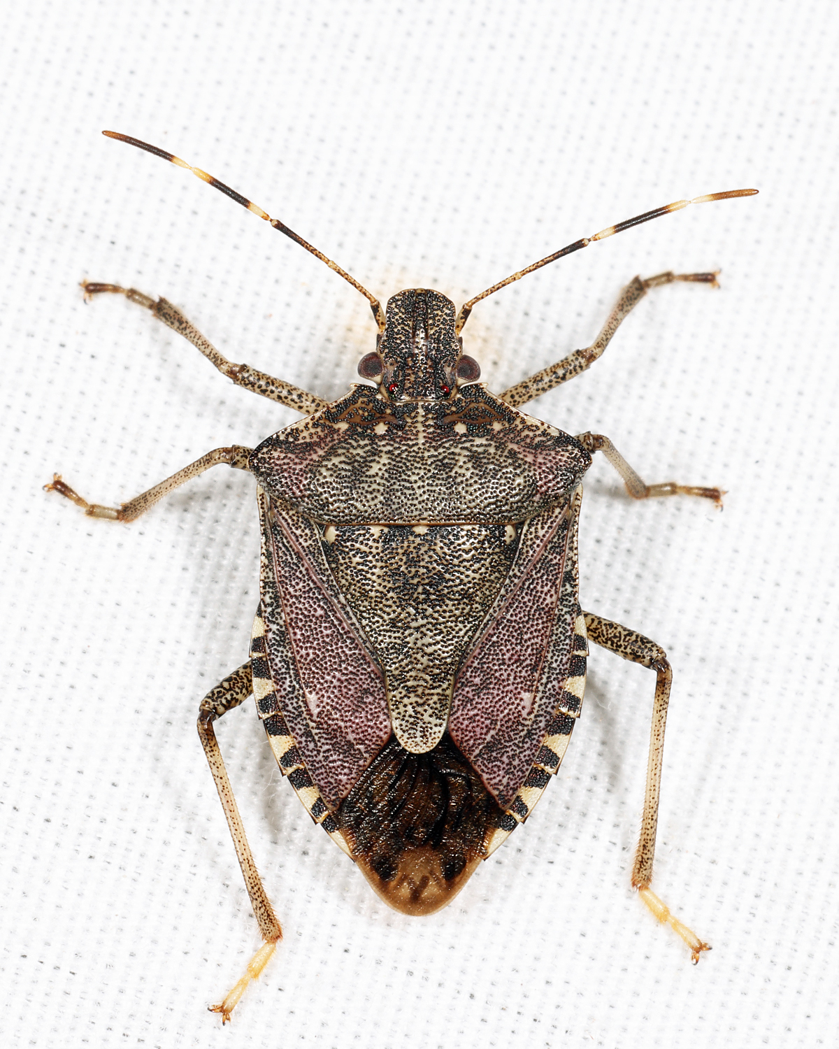 Brown Marmorated Stink Bug - Halyomorpha halys