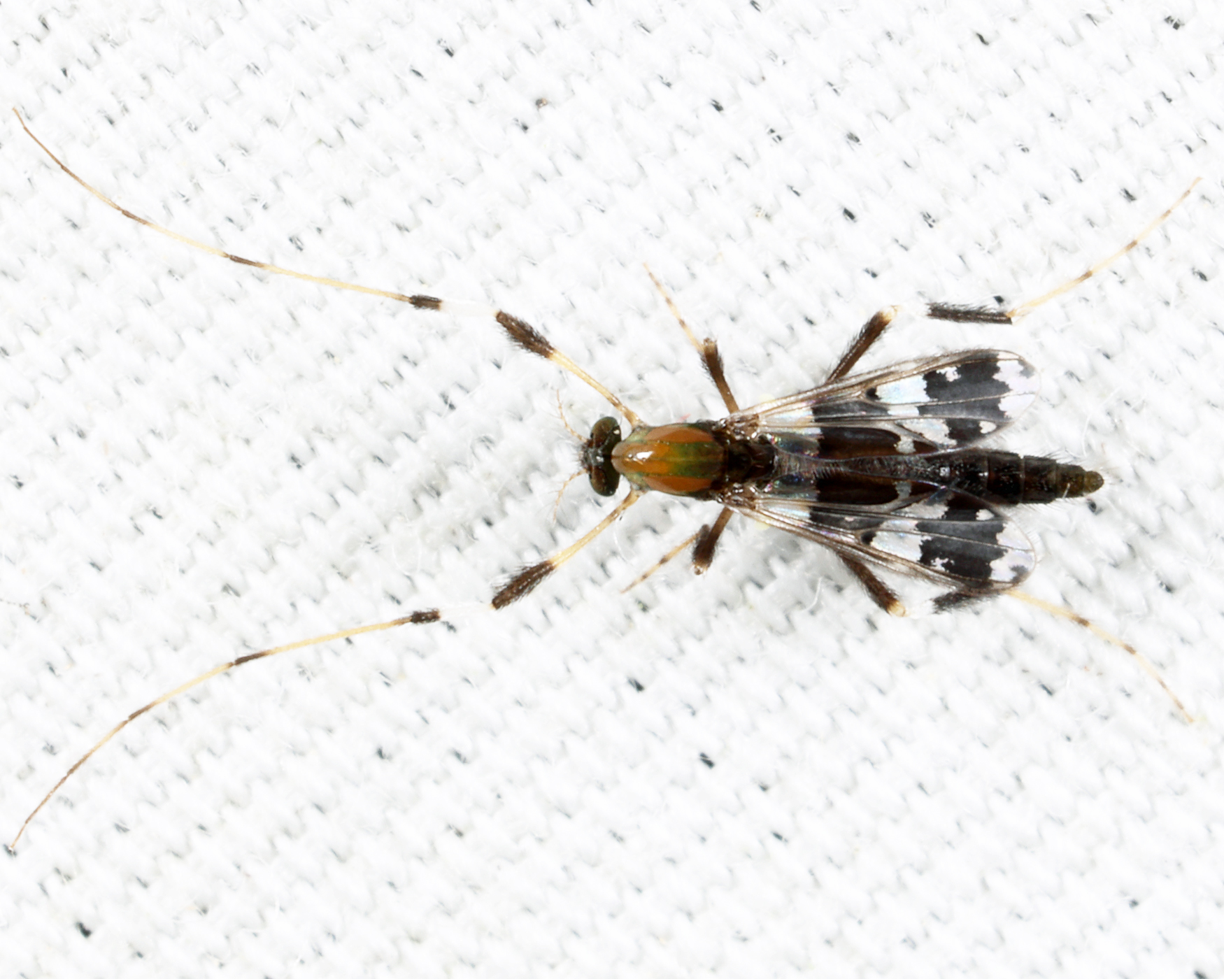 Kribiodorum perpulchrum