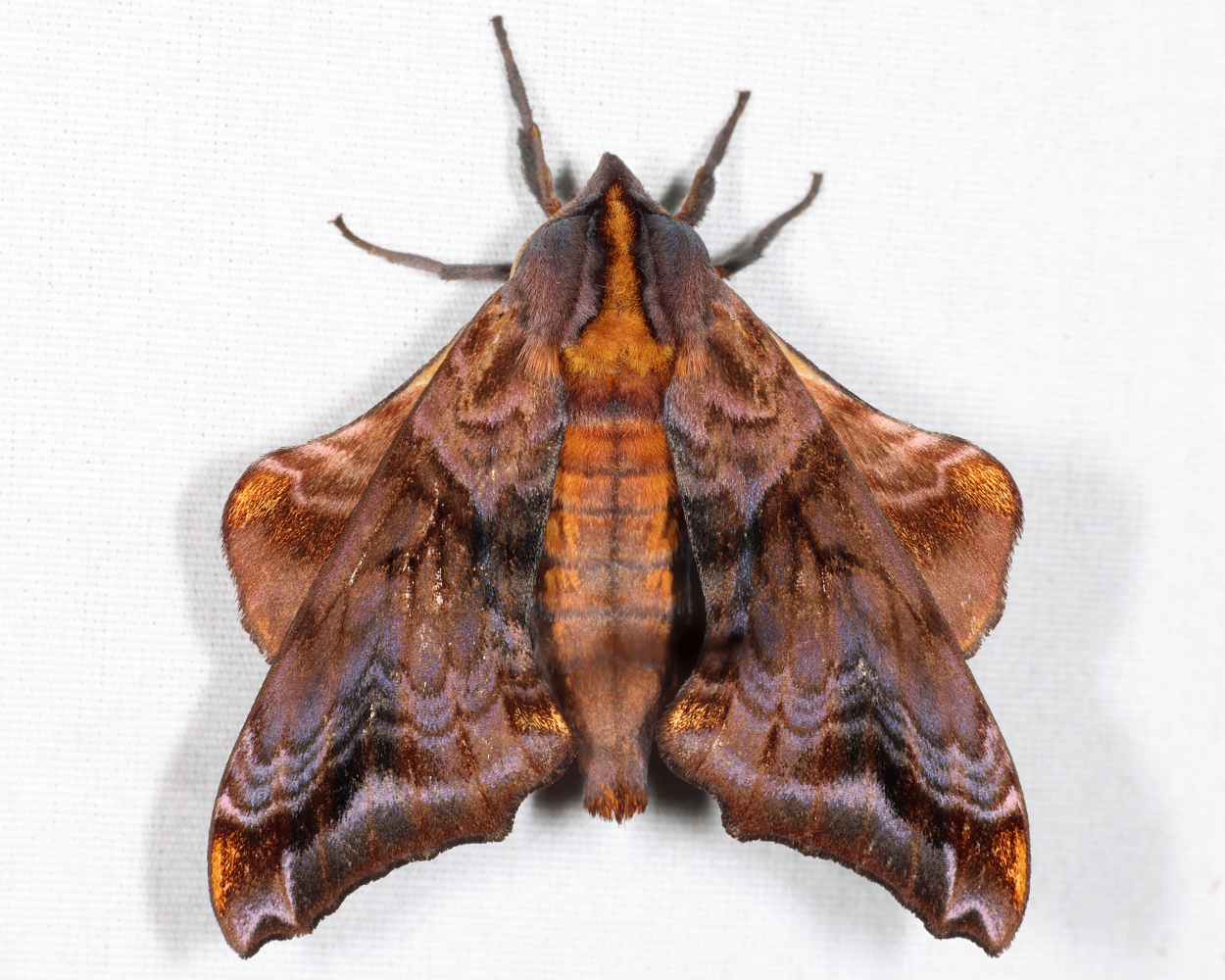 7825 - Small-eyed Sphinx - Paonias myops