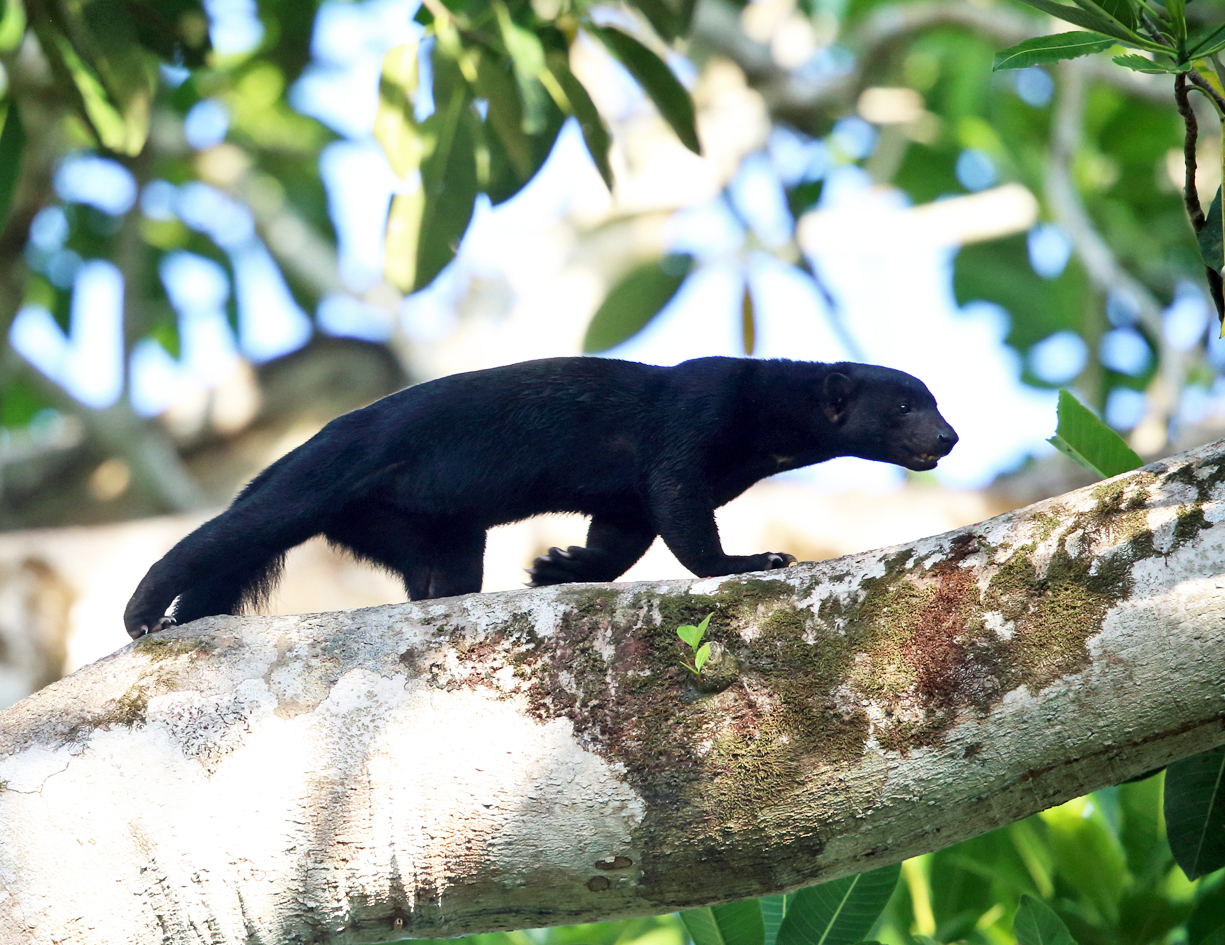 Tayra - Eira barbara