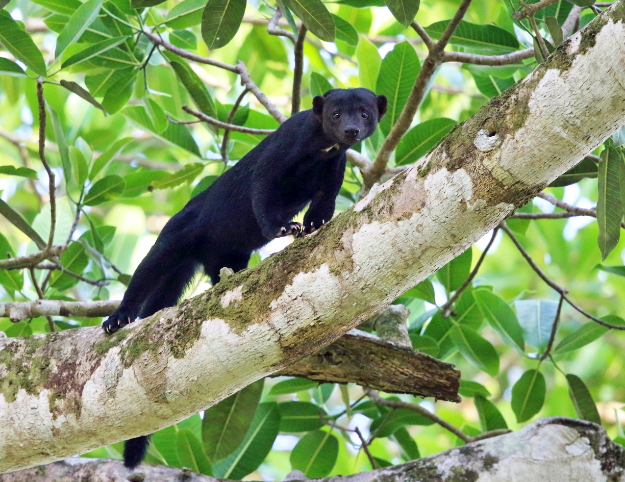 Tayra - Eira barbara