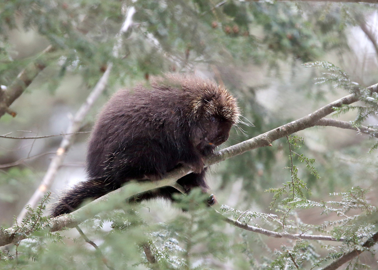 North American Porcupine - Erethizon dorsatum