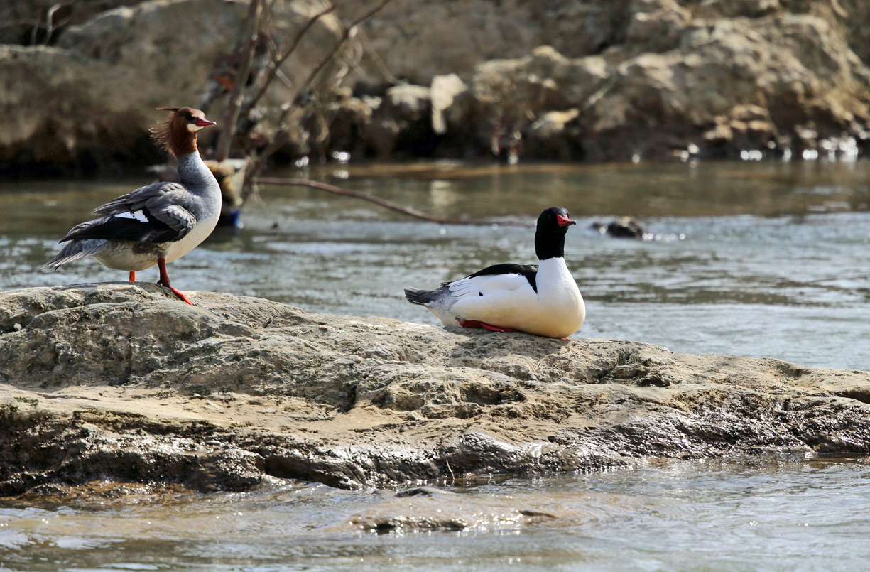Common Merganser - Mergus merganser