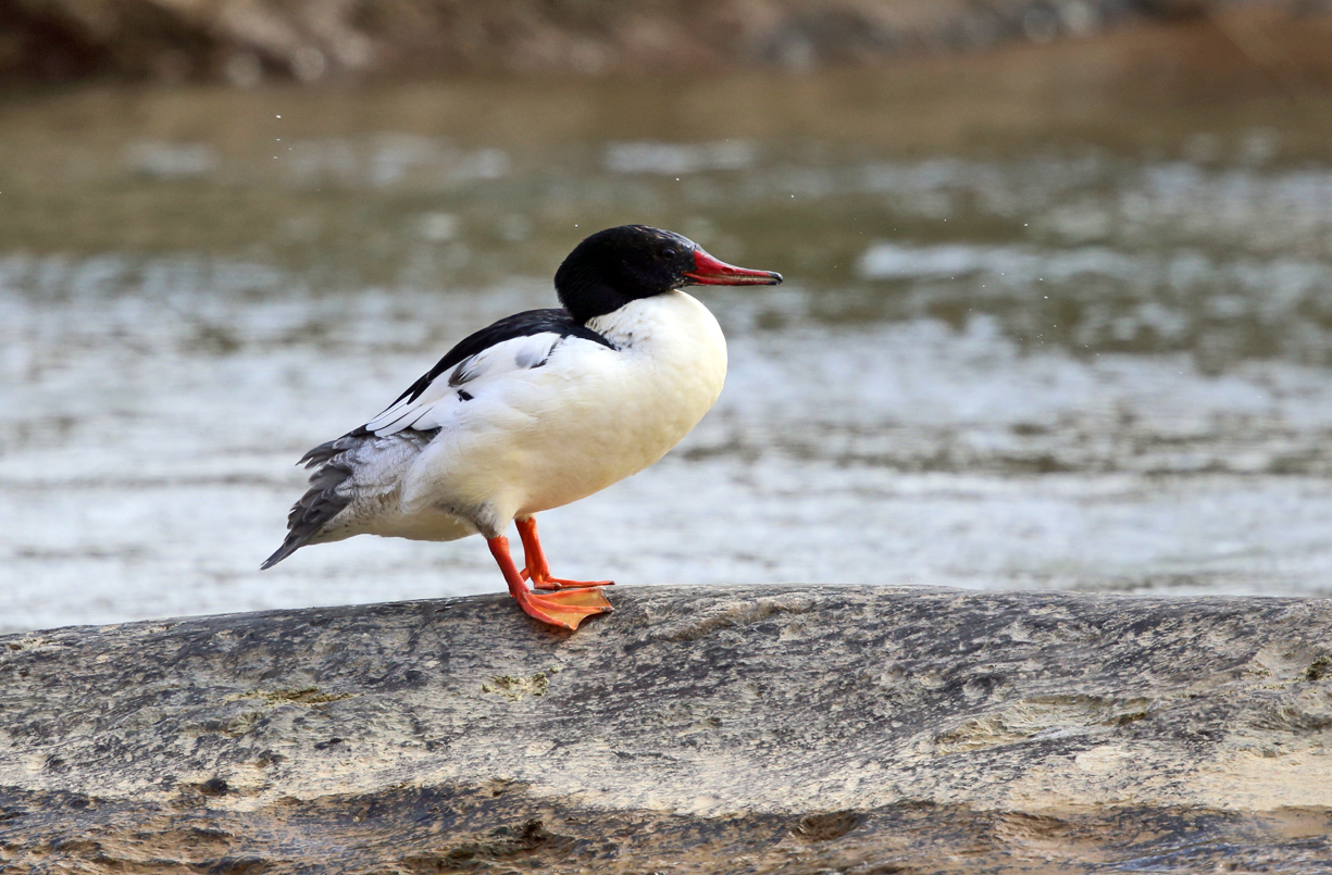 Common Merganser - Mergus merganser