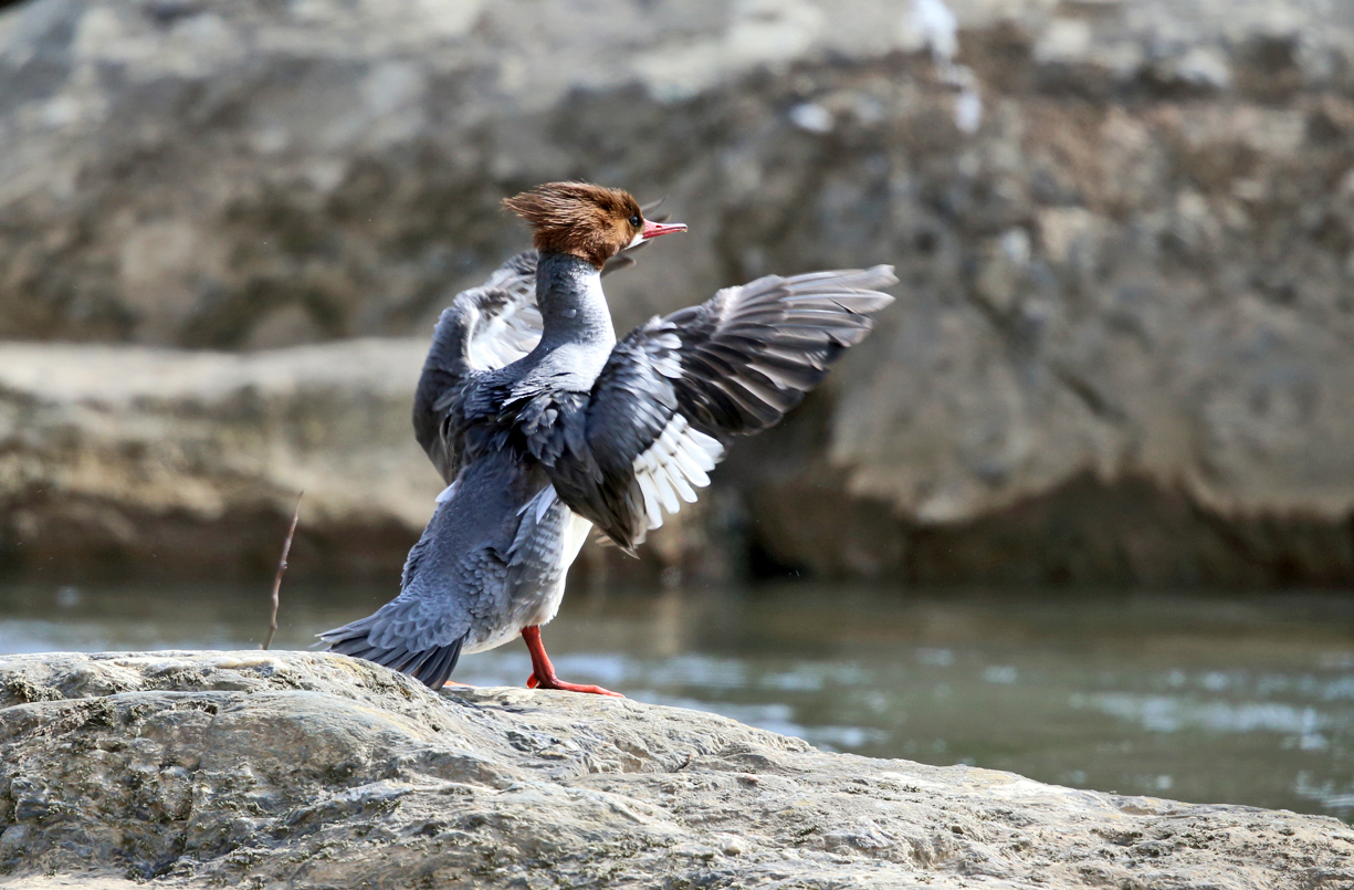 Common Merganser - Mergus merganser