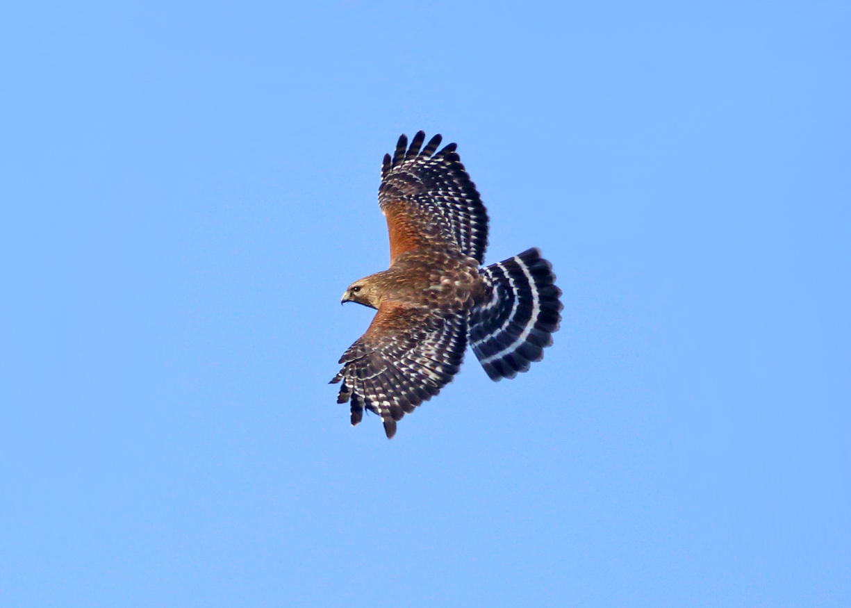 Red-shouldered Hawk - Buteo lineatus