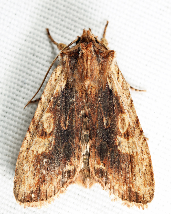 9893 - Hemina Pinion - Lithophane hemina