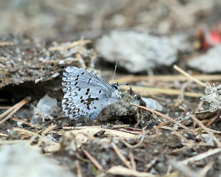 Eastern Spring Azure - Celastrina lucia